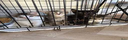 Domestic Shorthair cats for sale: Tabby kittens  in Chard - Advert 1