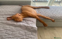 Hungarian Vizsla dogs for sale: Hungarian Vizsla - Image 5