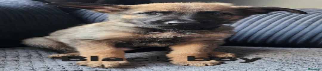 Mixed Breed Puppy 2