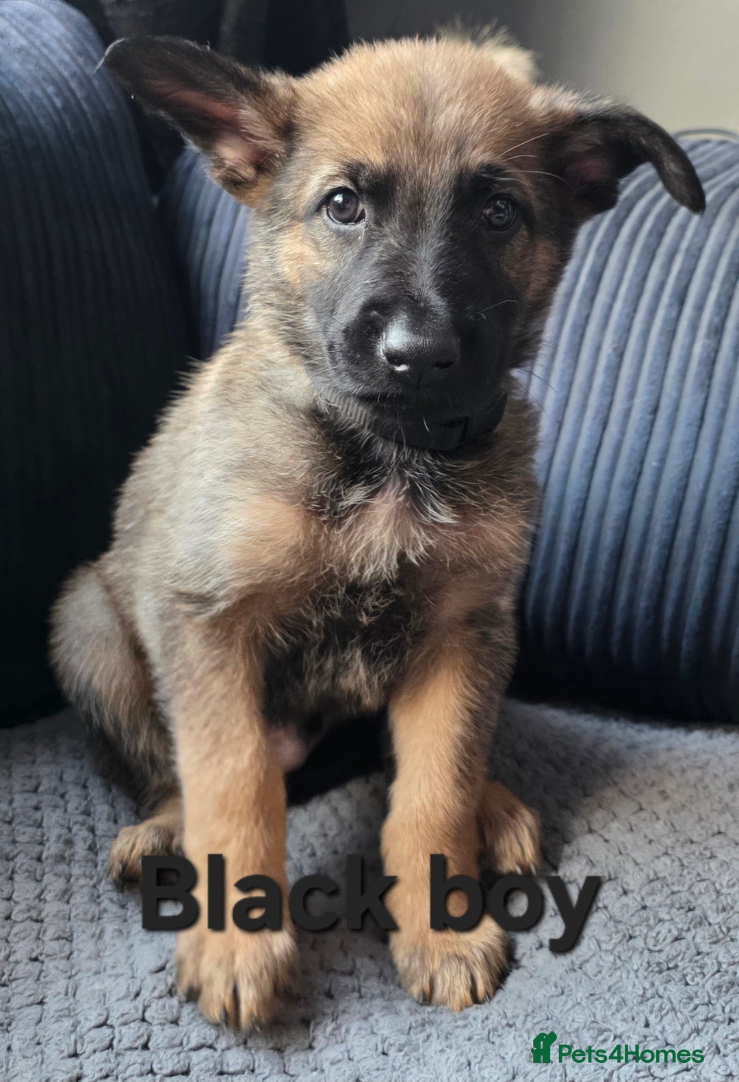 Mixed Breed dogs for sale: 11 german shepherd X Belgium malinois in Exmouth - Image 7
