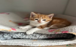 British Shorthair cats for sale: Chunky Kittens half BSH  - Image 8