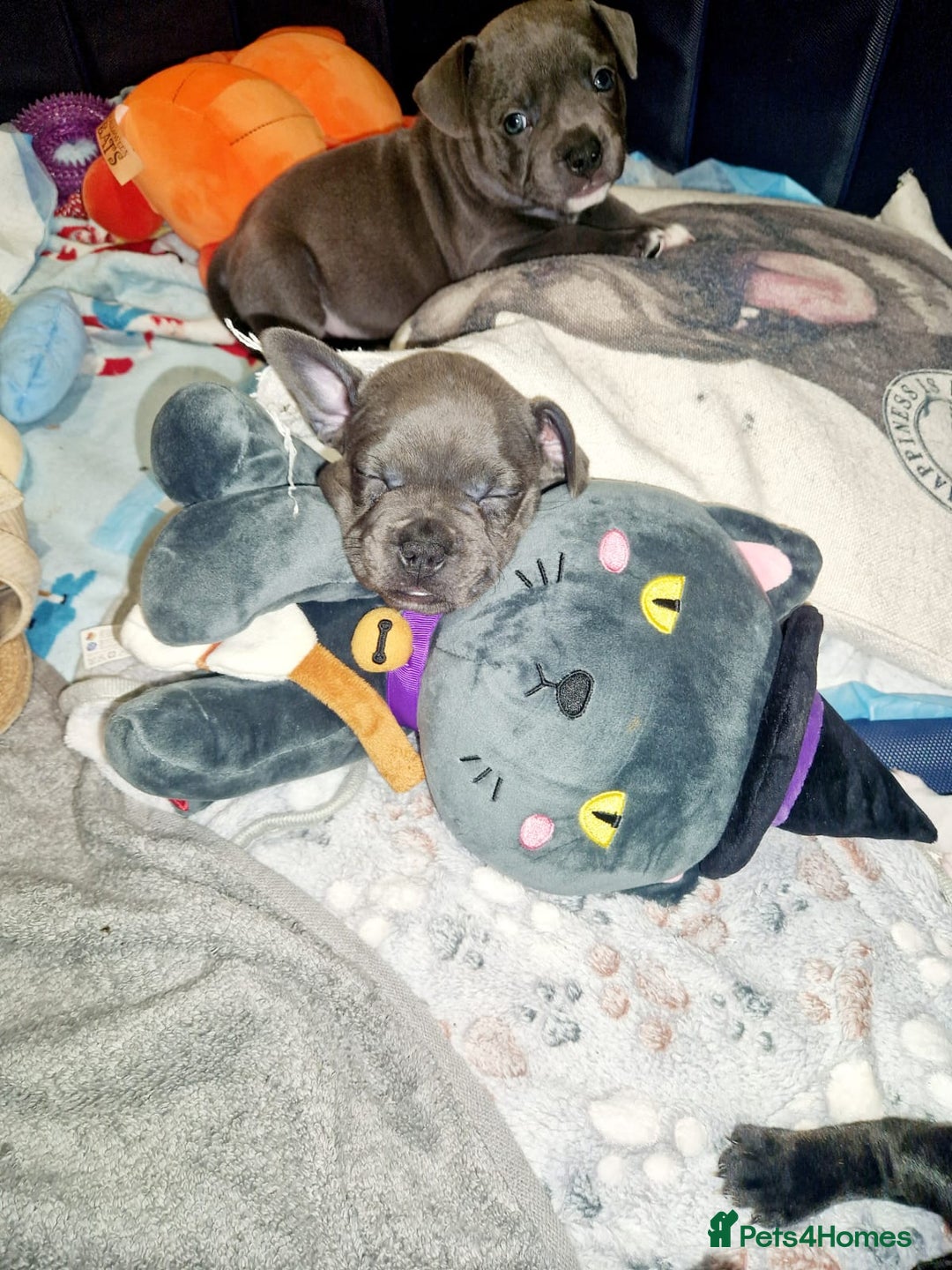 Mixed Breed dogs for sale:  Adorable staffie x frencie pups,Ready Oct31st  - Image 4