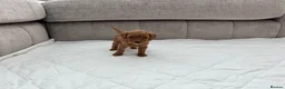 Mixed Breed dogs for sale: Poodles Pedigree -  Toy / Miniature  - Advert 12