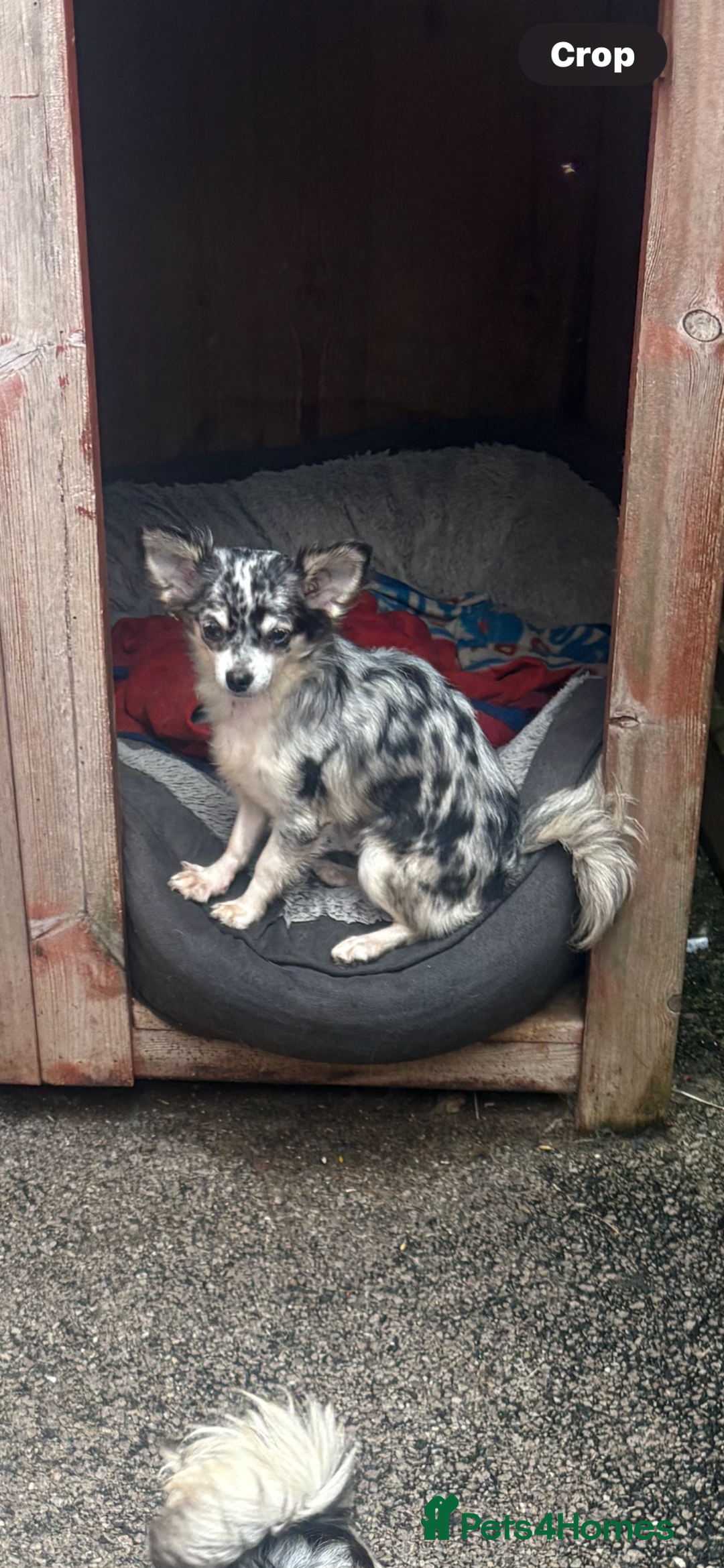 Chihuahua dogs for stud: For stud  - Advert 2