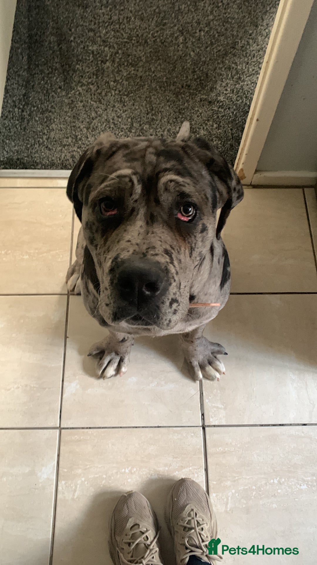 Cane Corso dogs for sale: Cleo , cane corso  - Advert 2