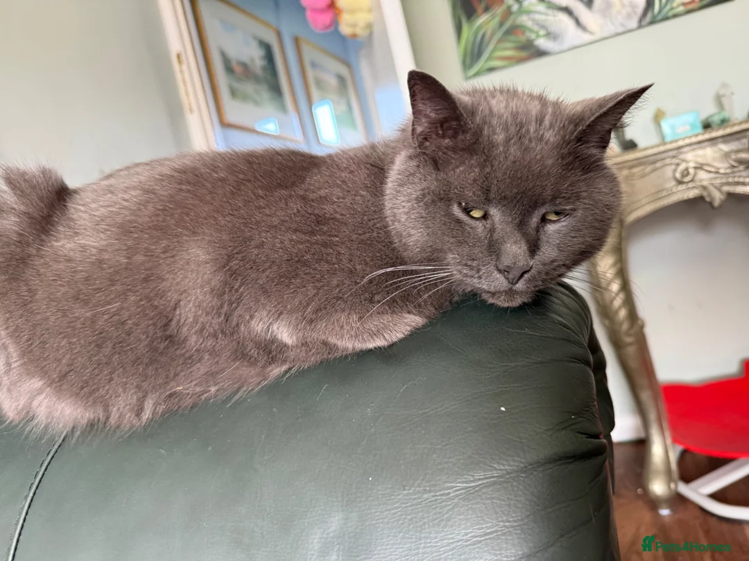 Russian Blue cats for sale: Russian Blue Nuetered Male - Advert 2