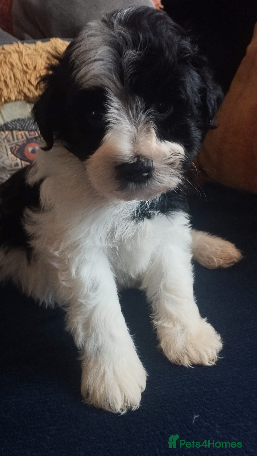 Miniature Schnauzer dogs for sale: LAST BOY - Miniature Schnauzer  - Advert 3
