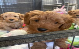 Maltipoo dogs for sale: 💖BEAUTIFUL LICENSED-BRED MALTIPOOS 💖 - Image 31