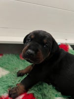 Dobermann dogs - Advert 2