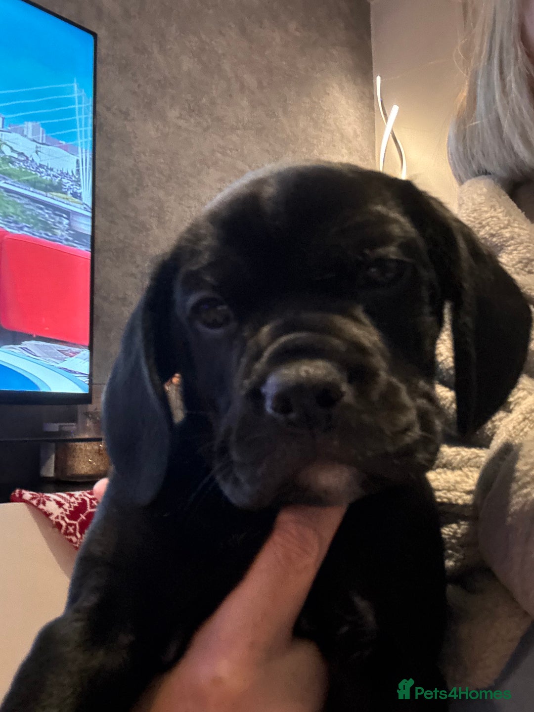 Mixed Breed dogs for sale: Cockerbull - Advert 2