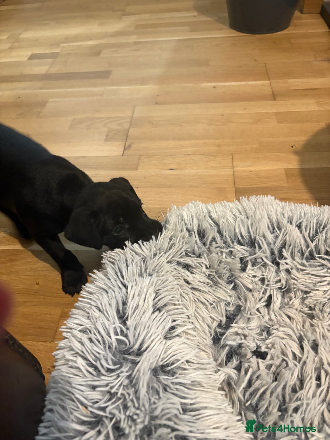 Patterdale Terrier dogs for sale: Beautiful patterdale terrier  - Image 2