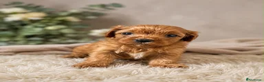 Cavapoo 4