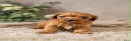 Cavapoo dogs for sale: F1 fox Red cavapoo  - Advert 3