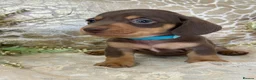Miniature Dachshund dogs for sale: KC Miniature Smooth Coat Puppies - Advert 7