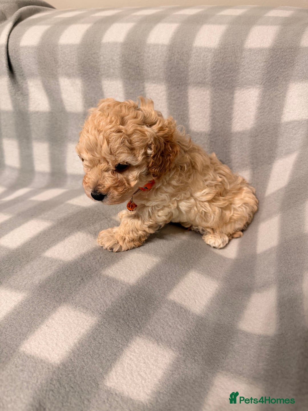 Cavapoochon dogs for sale: Cavapoochon Puppies Available From 12th January - Advert 8