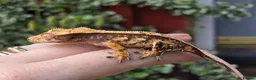 Gecko reptiles for sale: Crested geckos  - Advert 15