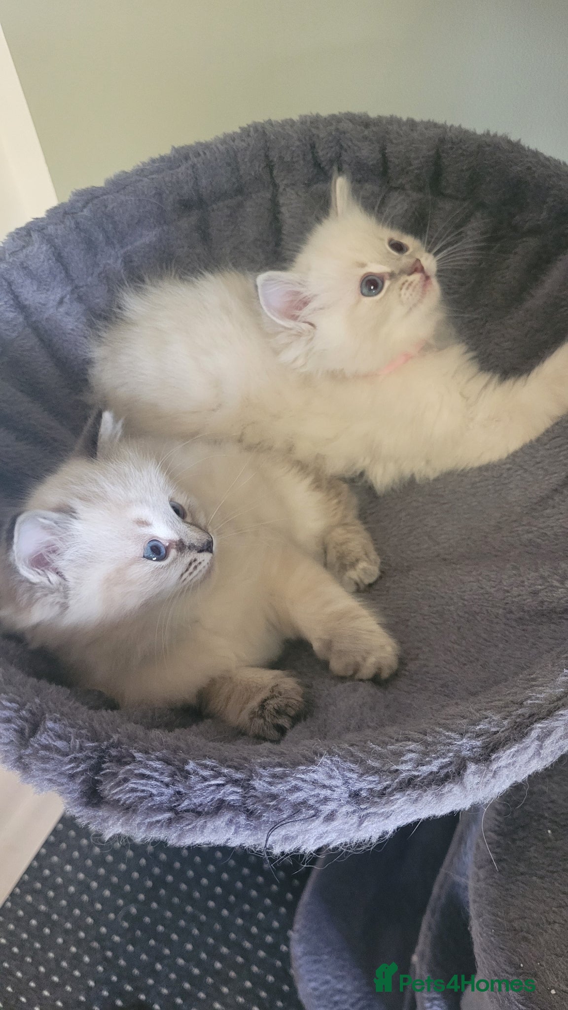 Ragdoll cats 🐾 2 LYNX Ragdoll Kittens LEFT *Ready Now* 🐾 - Advert 17