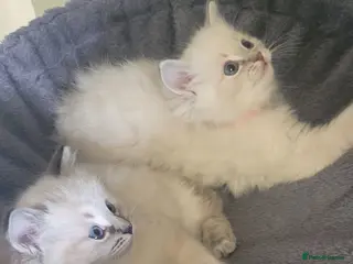 Ragdoll cats 🐾 2 LYNX Ragdoll Kittens LEFT *Ready Now* 🐾 - Advert 17