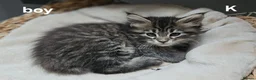 Maine Coon cats for sale: Large Maine Coon kittens regd European bloodline - Advert 13