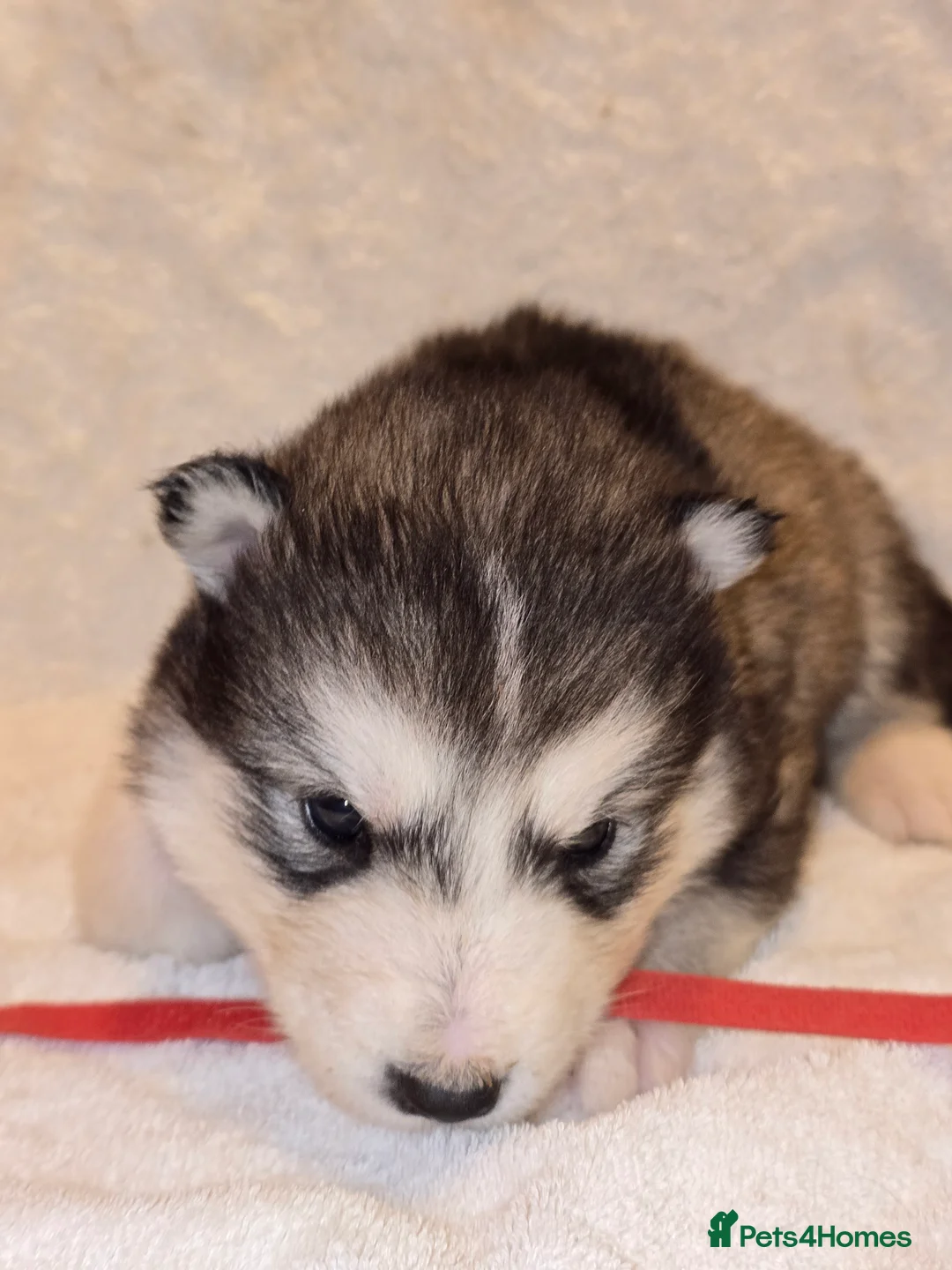 Alaskan Malamute dogs for sale: Pure Alaskan Malamute - Advert 3
