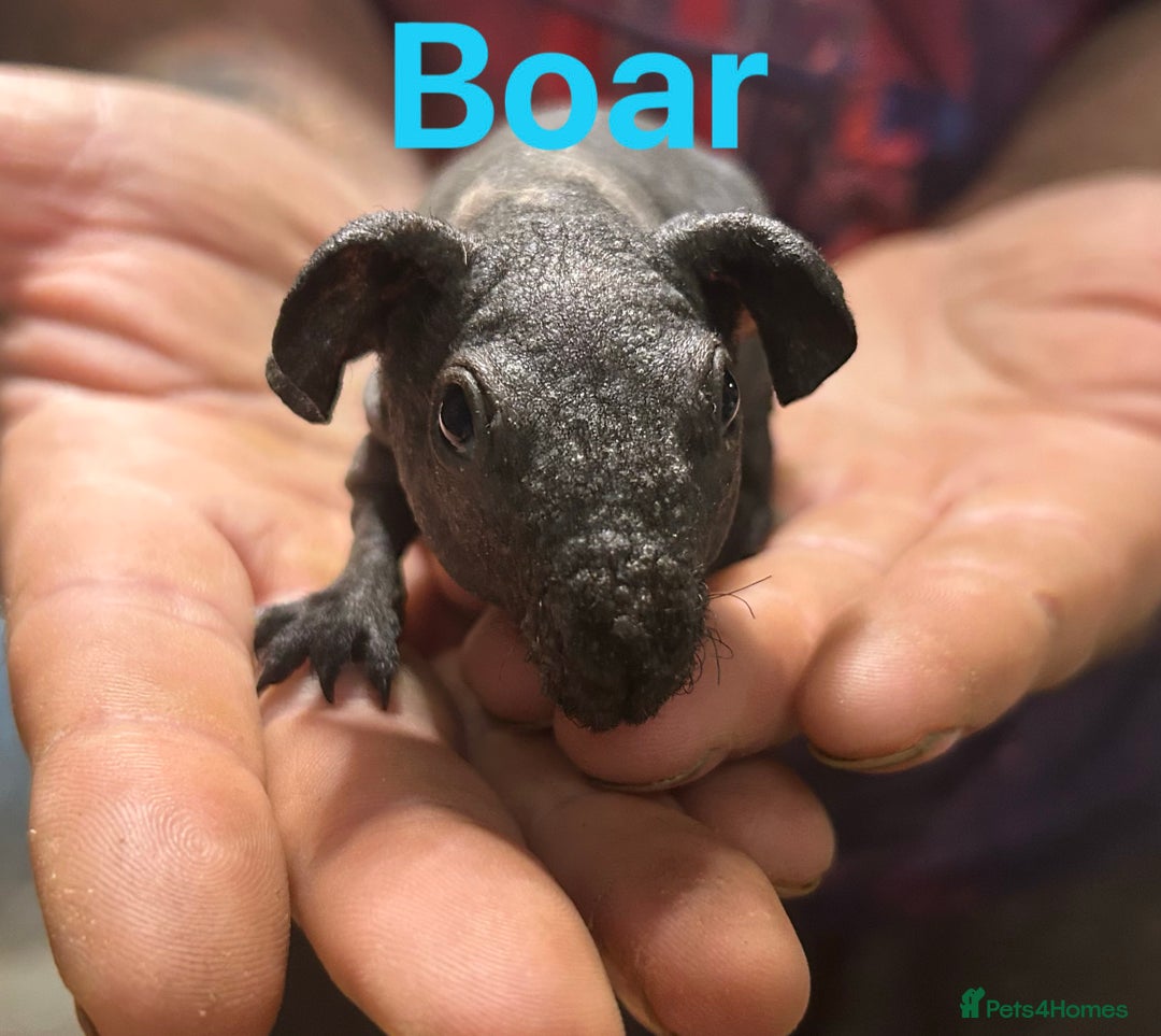 Guinea Pig rodents for sale: Skinny Pig/Werewolf Boars RESERVE in Doncaster - Image 1