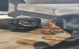 Rottweiler dogs for sale: Rottweiler pups beautiful  - Image 1