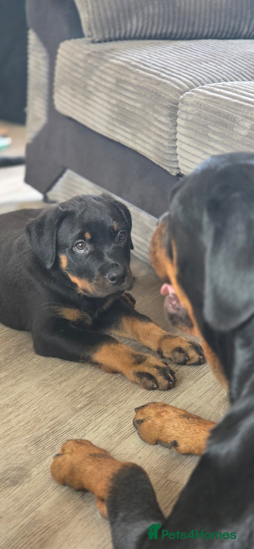 Rottweiler dogs for sale: Rottweiler pups beautiful  - Image 1
