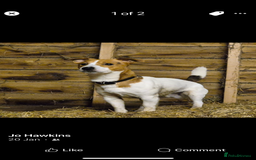 Jack Russell dogs for sale: Pure Jack Russell Puppies for sale  - Image 9