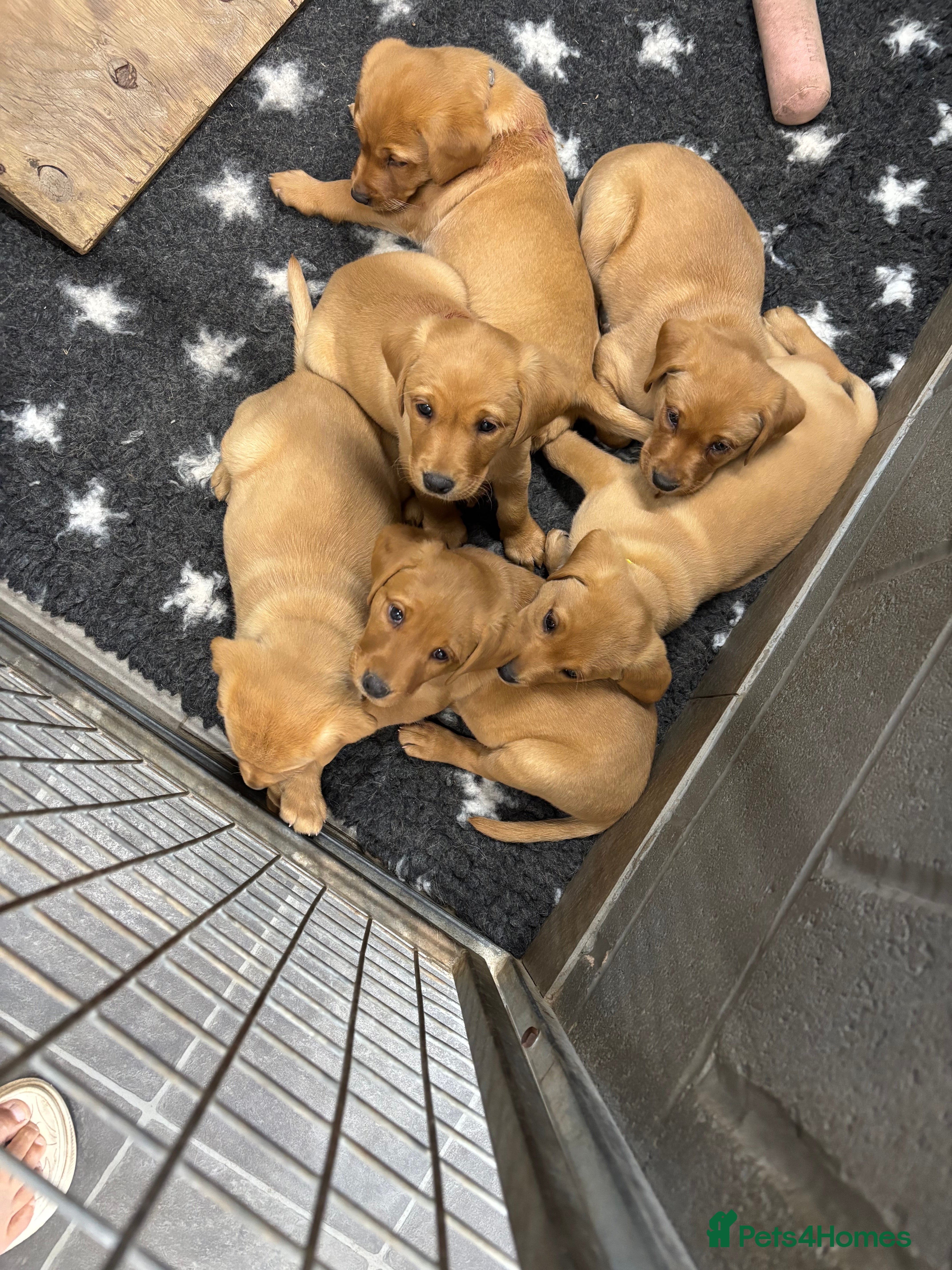 Labrador Retriever dogs REDUCED 1 FOX RED PUPPY DOG PUPPY AVAILABLE  - Advert 2