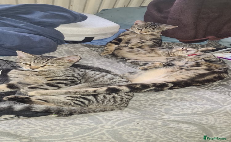 Bengal cats - Advert 16