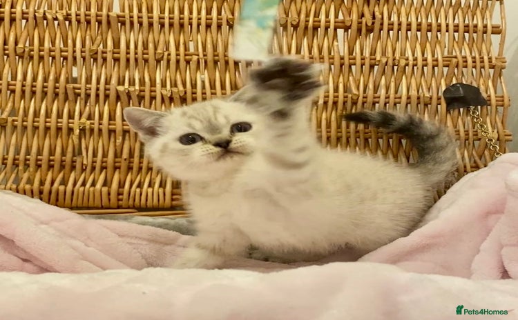 British Shorthair cats 🧸EXCEPTIONAL QUALITY PURE BREED BSH TEDDY BEARS🧸 - Advert 10