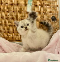 British Shorthair cats 🧸EXCEPTIONAL QUALITY PURE BREED BSH TEDDY BEARS🧸 - Advert 7