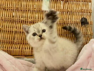 British Shorthair cats 🧸EXCEPTIONAL QUALITY PURE BREED BSH TEDDY BEARS🧸 - Advert 4