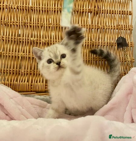 British Shorthair cats 🧸EXCEPTIONAL QUALITY PURE BREED BSH TEDDY BEARS🧸 - Advert 10