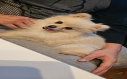 Pomeranian dogs for sale: Beautiful  ** -Size Pomeranian Girl - Image 5