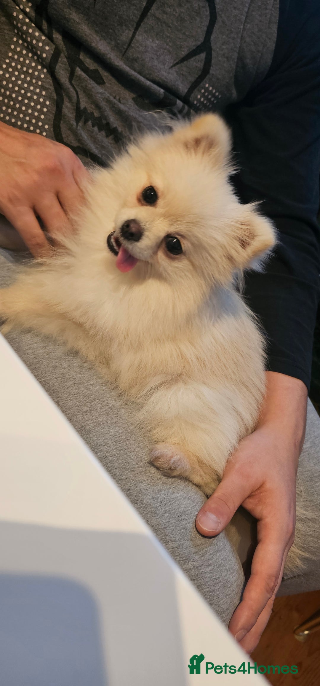 Pomeranian dogs for sale: Beautiful  ** -Size Pomeranian Girl - Image 5