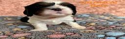 Cavalier King Charles Spaniel dogs for sale: Beautiful KC Cavalier King Charles Spaniel Puppies in Bristol - Advert 14
