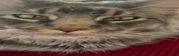 Maine Coon cats for sale: Russian Xl Maine coon Smokey  - Advert 15