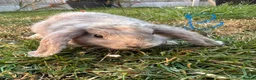 Mini Lop rabbits for sale: Mini Lop Rabbits For Sale  - Advert 12