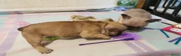 French Bulldog dogs for sale: Ms  **  KRASTA  - Advert 3