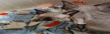Sphynx 3
