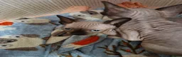 Sphynx cats for sale: Sphynx kitten for sale - Advert 2