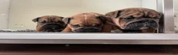 English Bulldog dogs for sale: Quality English bulldogs  - Advert 22