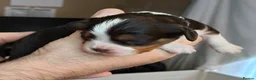 Cavalier King Charles Spaniel dogs for sale: Amazing 🤎Chocolate🤎 CKCS born today 25/05/26 - Advert 12