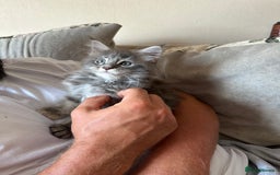 Maine Coon cats for sale: Active female Maine coon  - Image 2