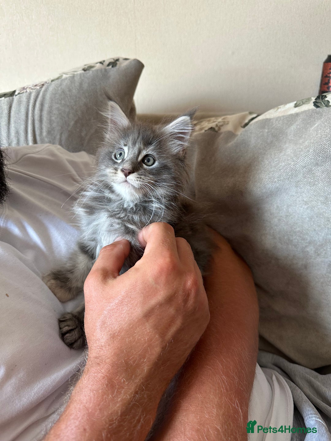 Maine Coon cats for sale: Active female Maine coon  - Image 2