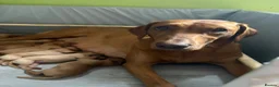 Labrador Retriever dogs for sale: Fox red Labrador puppies  - Advert 6