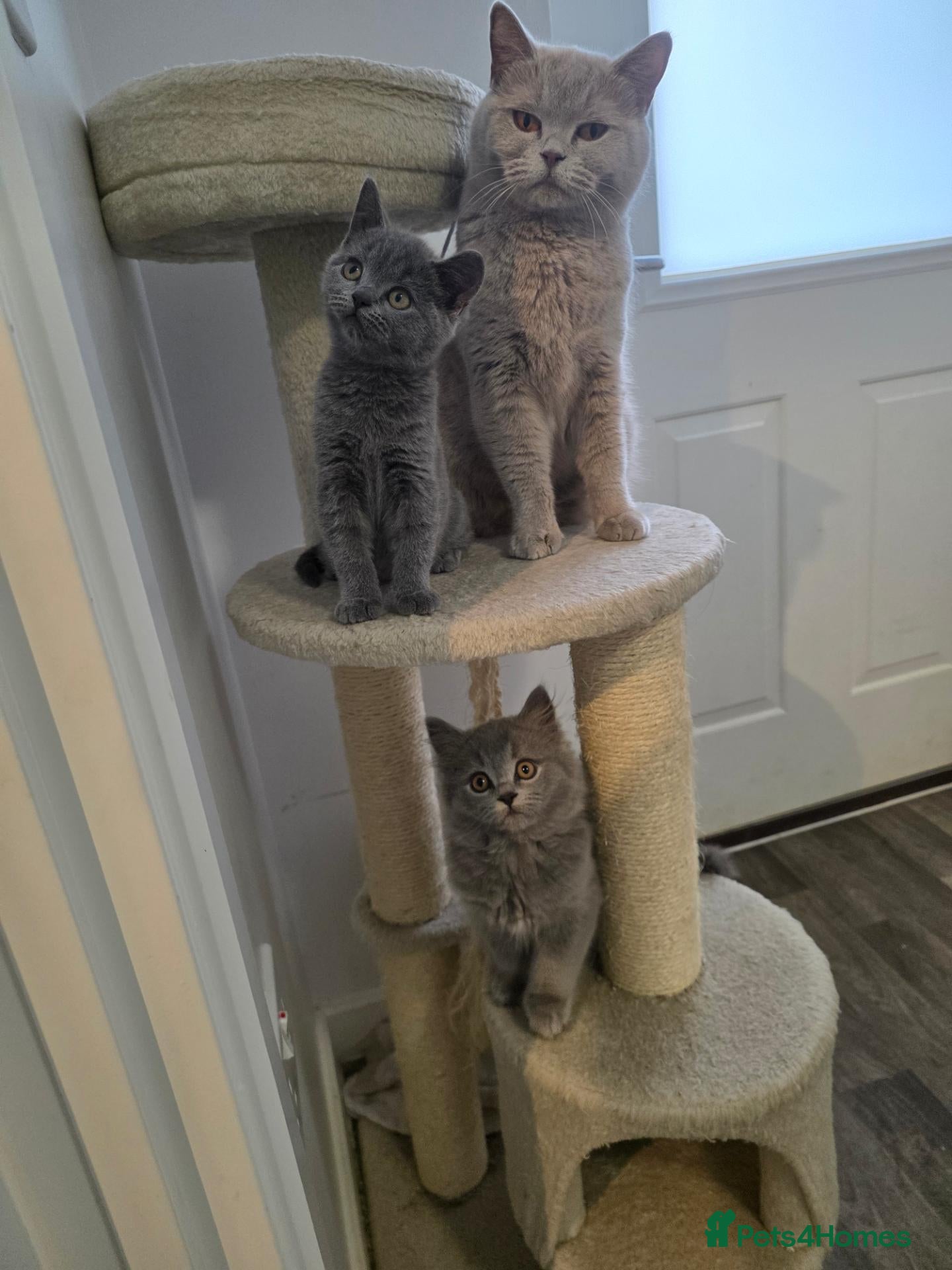 British Shorthair cats BSH adorable kittens  - Advert 2