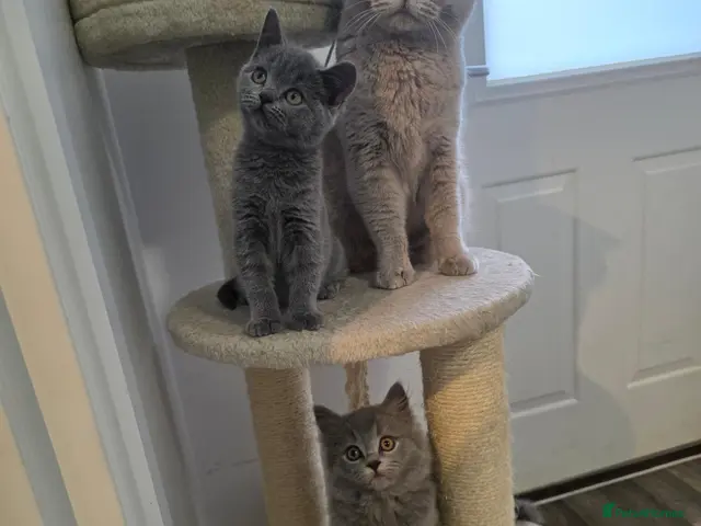 British Shorthair cats BSH adorable kittens - Advert 2