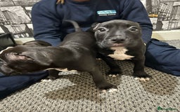 American Bull Staffy dogs for sale: american staffordshire for sale  - Image 15